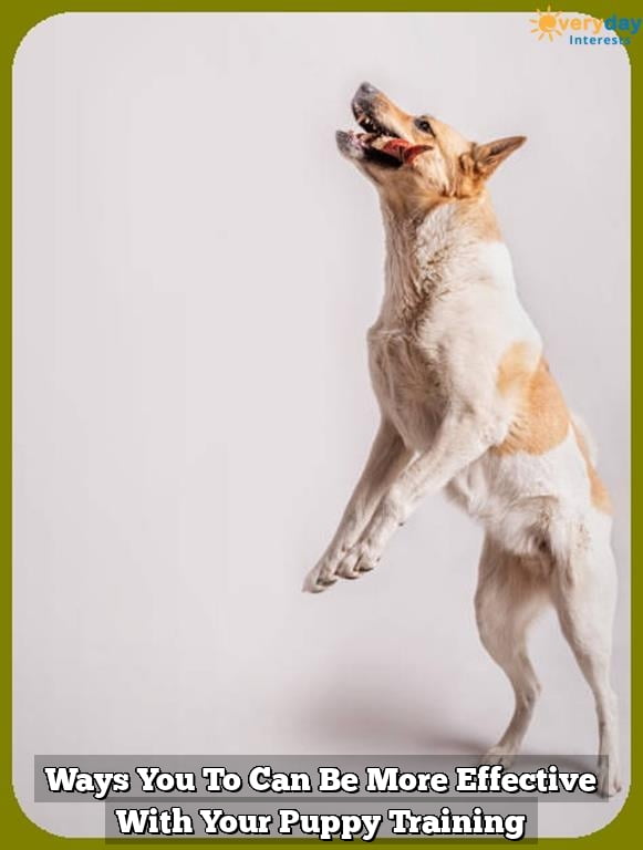 Ways You To Can Be More Effective With Your Puppy Training 1 Ways You To Can Be More Effective With Your Puppy Training