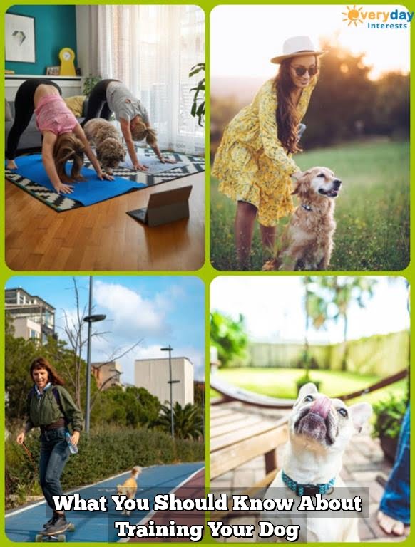 What You Should Know About Training Your Dog 1 What You Should Know About Training Your Dog