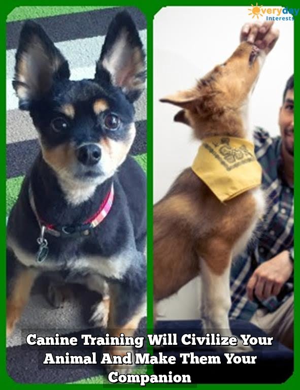 Canine Training Will Civilize Your Animal And Make Them Your Companion Canine Training Will Civilize Your Animal And Make Them Your Companion