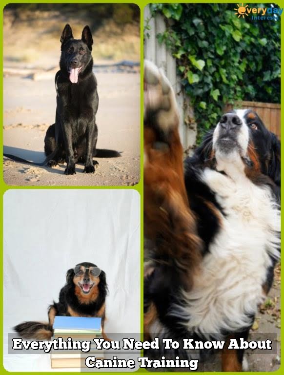 Everything You Need To Know About Canine Training 1 Everything You Need To Know About Canine Training