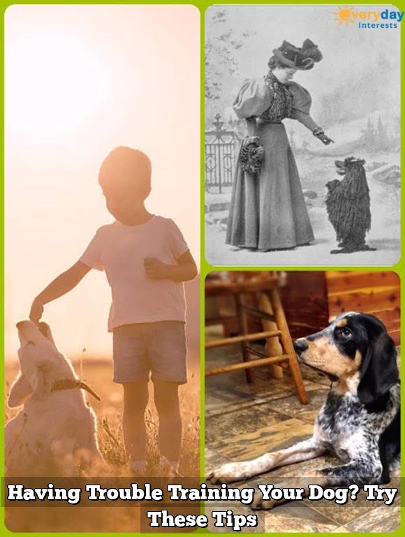 Having Trouble Training Your Dog? Try These Tips Having Trouble Training Your Dog? Try These Tips