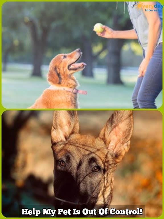 Help My Pet Is Out Of Control!