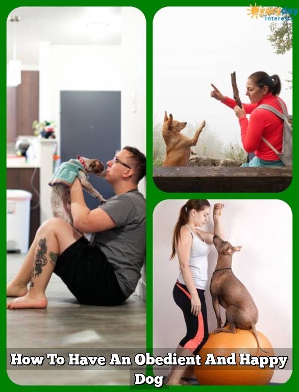 How To Have An Obedient And Happy Dog How To Have An Obedient And Happy Dog
