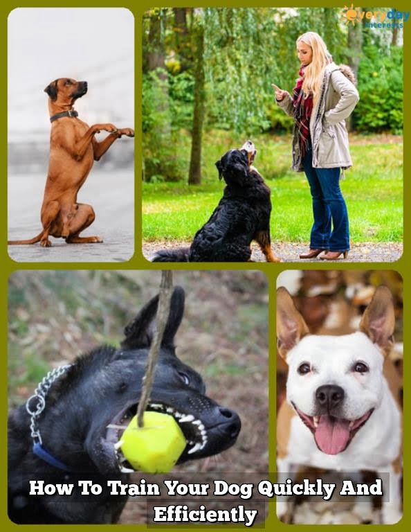 How To Train Your Dog Quickly And Efficiently How To Train Your Dog Quickly And Efficiently