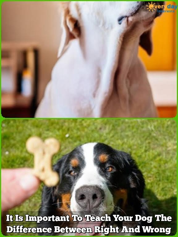 It Is Important To Teach Your Dog The Difference Between Right And Wrong It Is Important To Teach Your Dog The Difference Between Right And Wrong