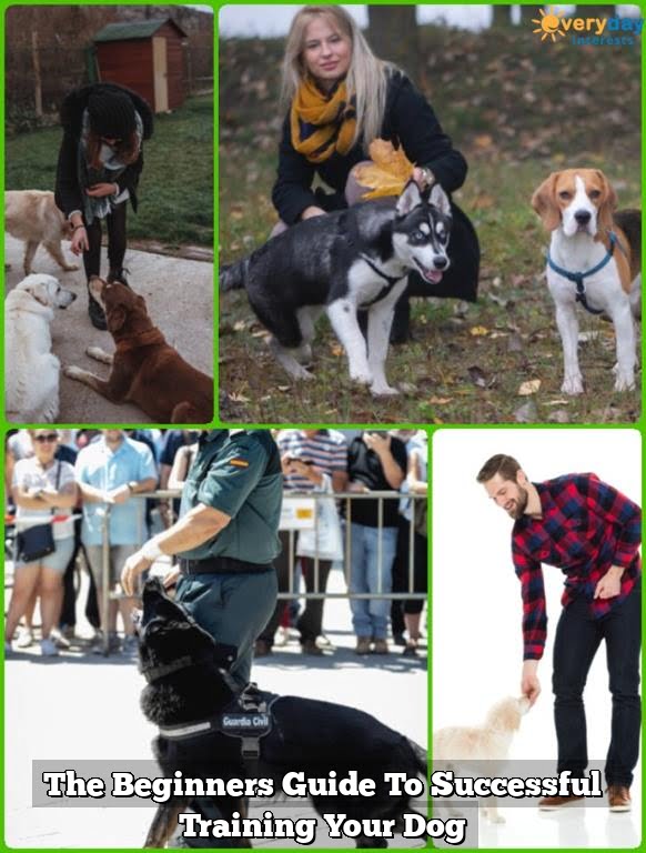 The Beginners Guide To Successful Training Your Dog 1 The Beginners Guide To Successful Training Your Dog