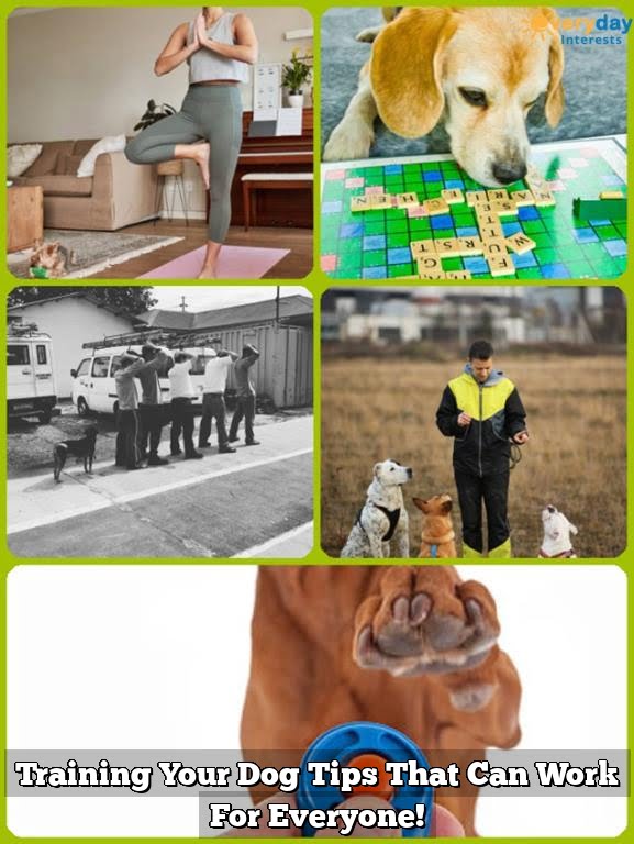 Training Your Dog Tips That Can Work For Everyone! 1 Training Your Dog Tips That Can Work For Everyone!