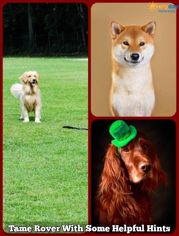 Tame Rover With Some Helpful Hints 1 Tame Rover With Some Helpful Hints