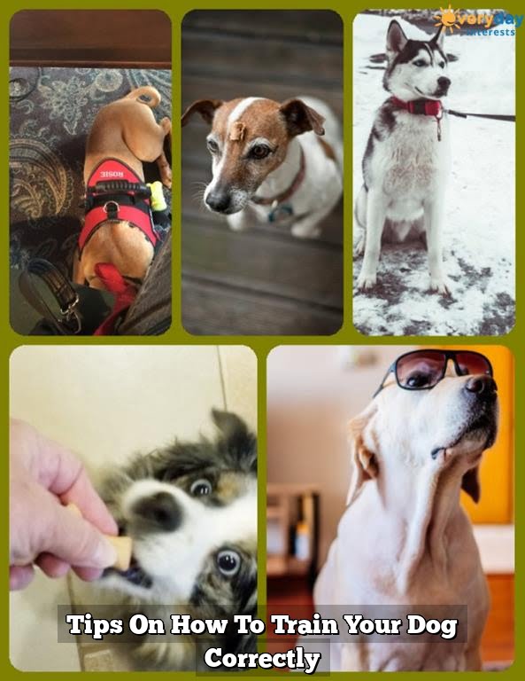 Tips On How To Train Your Dog Correctly