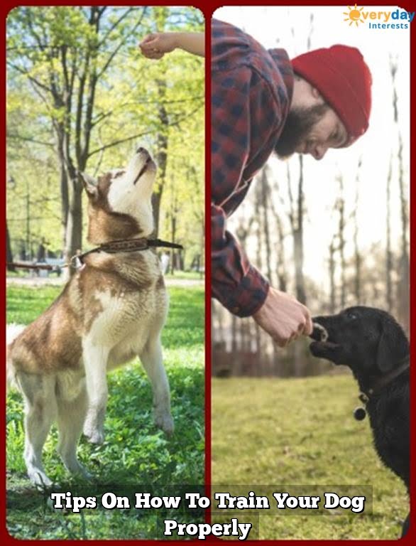 Tips On How To Train Your Dog Properly