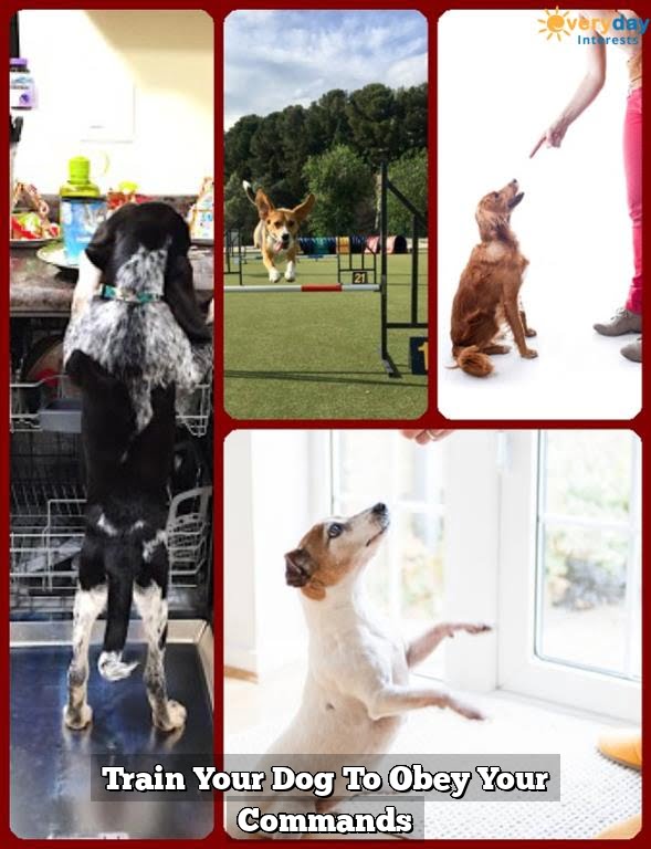 Train Your Dog To Obey Your Commands 1 Train Your Dog To Obey Your Commands