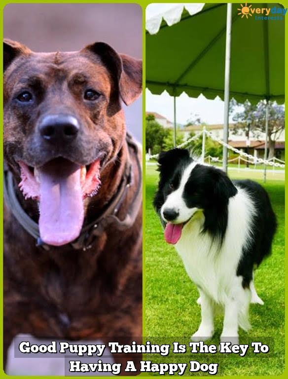 Good Puppy Training Is The Key To Having A Happy Dog 1 Good Puppy Training Is The Key To Having A Happy Dog