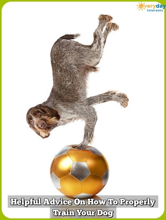 Helpful Advice On How To Properly Train Your Dog Helpful Advice On How To Properly Train Your Dog