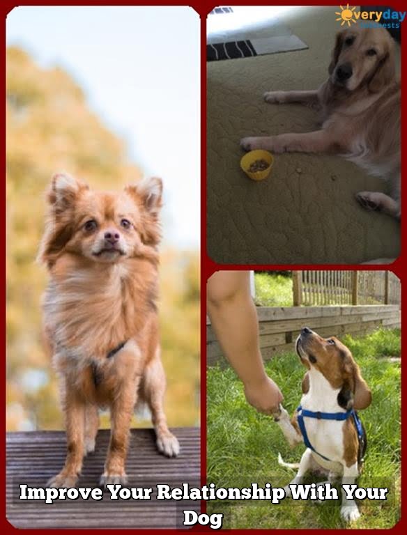 Improve Your Relationship With Your Dog Improve Your Relationship With Your Dog