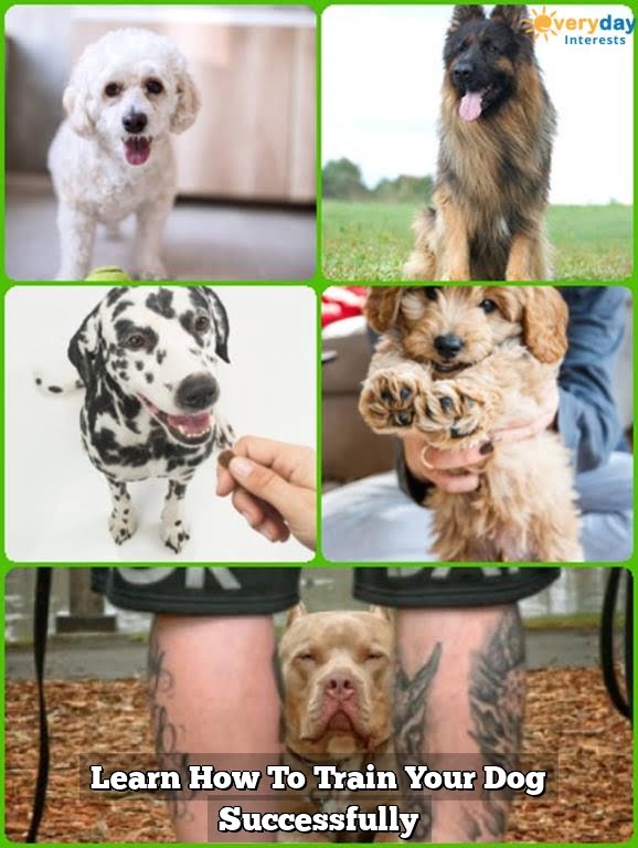 Learn How To Train Your Dog Successfully