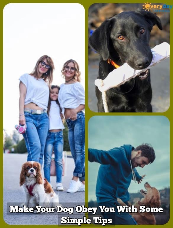 Make Your Dog Obey You With Some Simple Tips Make Your Dog Obey You With Some Simple Tips