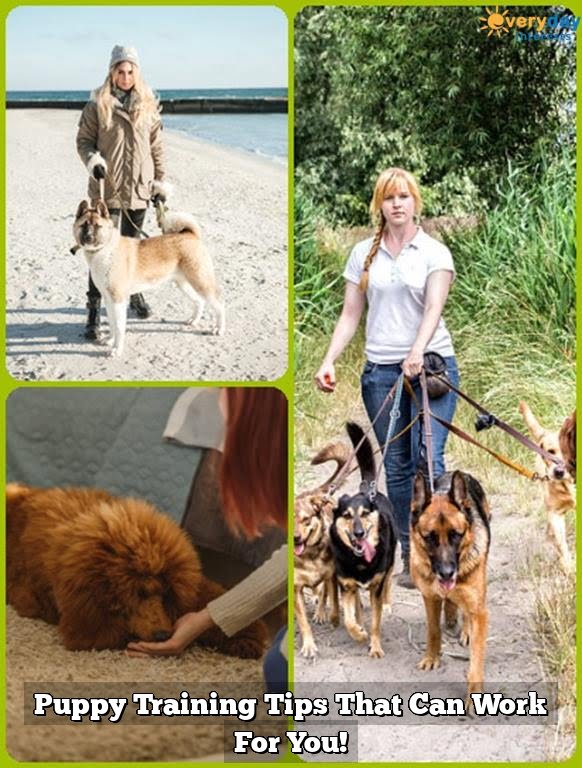 Puppy Training Tips That Can Work For You! Puppy Training Tips That Can Work For You!