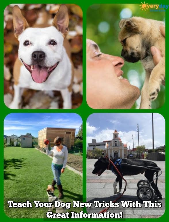 Teach Your Dog New Tricks With This Great Information! Teach Your Dog New Tricks With This Great Information!