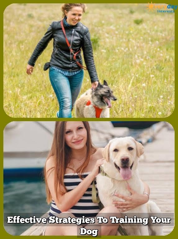 Effective Strategies To Training Your Dog Effective Strategies To Training Your Dog