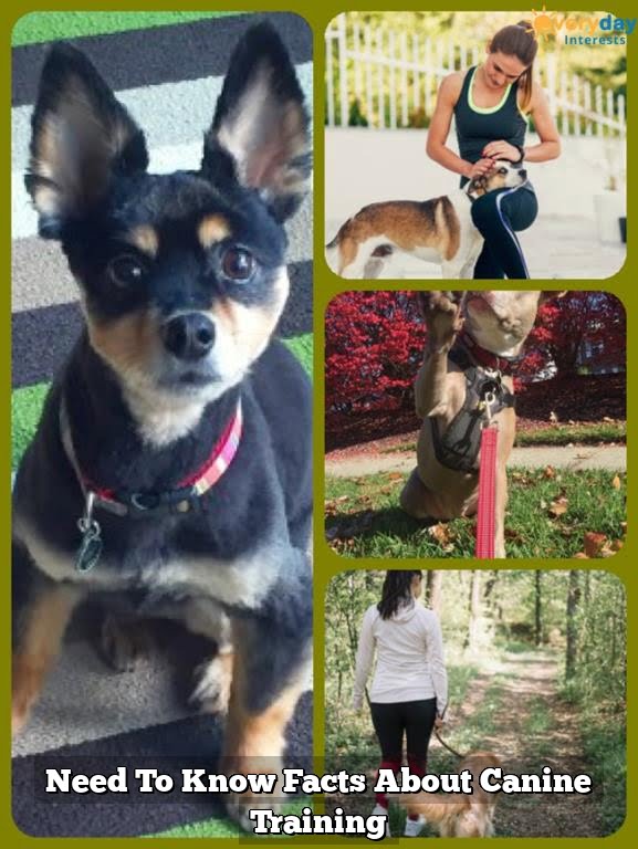 Need To Know Facts About Canine Training Need To Know Facts About Canine Training