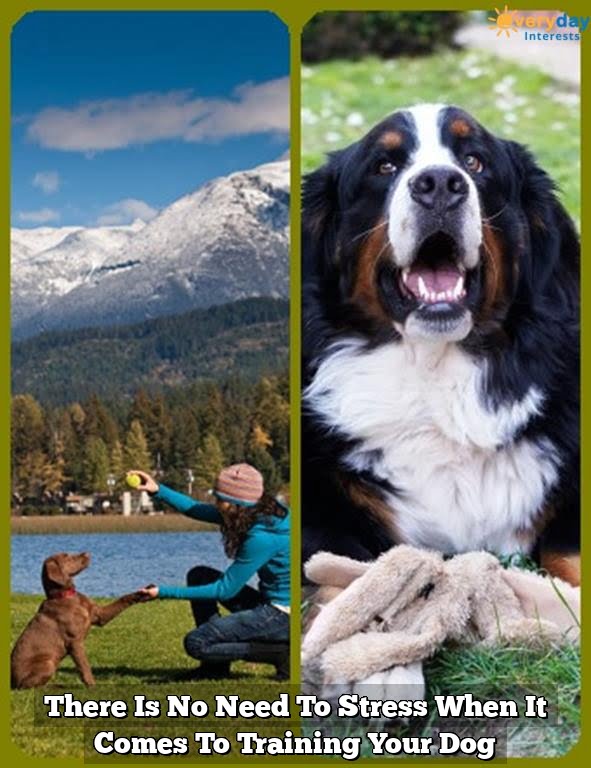 There Is No Need To Stress When It Comes To Training Your Dog 1 There Is No Need To Stress When It Comes To Training Your Dog