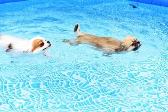 Canine Training Advice For Better Behaved Pets Canine Training Advice For Better Behaved Pets