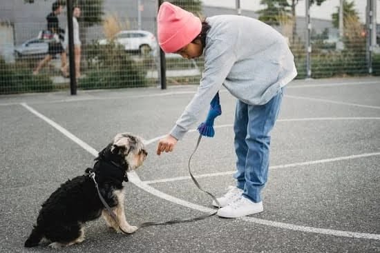 Canine Training Made Easy - For You And Your Pooch! Canine Training Made Easy – For You And Your Pooch!