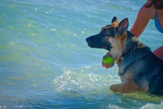 Canine Training With A Few Easy Tips Canine Training With A Few Easy Tips
