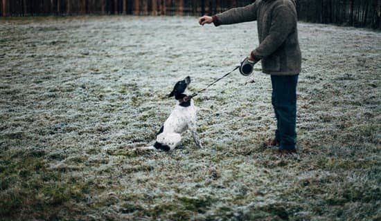 Effective Canine Training Makes A Happier Dog Effective Canine Training Makes A Happier Dog