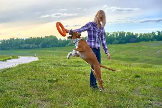 Having A Dog That Listens Is Important