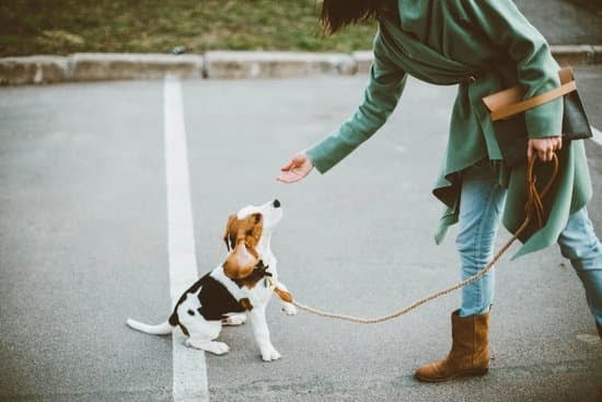 Having A Tough Time Training Your Dog Having A Tough Time Training Your Dog