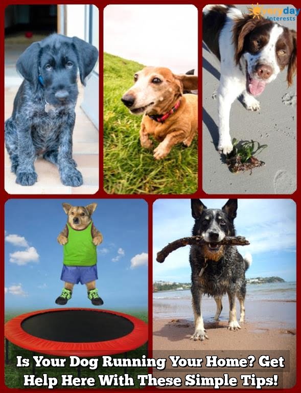 Is Your Dog Running Your Home? Get Help Here With These Simple Tips! Is Your Dog Running Your Home? Get Help Here With These Simple Tips!
