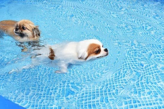 Rewards And Punishment, The Basics Of Puppy Training Rewards And Punishment, The Basics Of Puppy Training