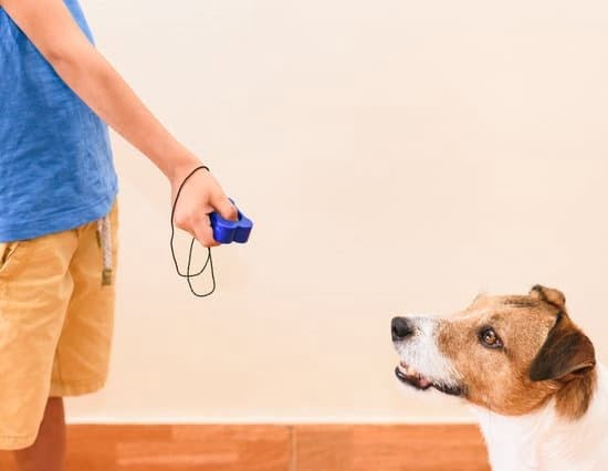 Simple Tips And Tricks To Help You With Your Dog Simple Tips And Tricks To Help You With Your Dog