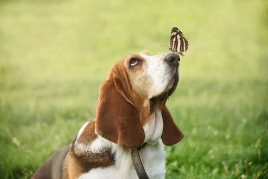 Small Goals To Set Up Your Dog For Success Small Goals To Set Up Your Dog For Success