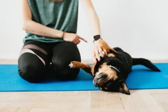 The Ins And Outs Of Effective Canine Training 1 The Ins And Outs Of Effective Canine Training