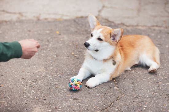Tired Of Your Dog Ruling The Roost? Check Out These Simple Tips To Train Your Pet! Tired Of Your Dog Ruling The Roost? Check Out These Simple Tips To Train Your Pet!