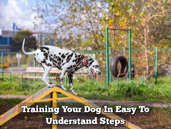 Training Your Dog In Easy To Understand Steps Training Your Dog In Easy To Understand Steps