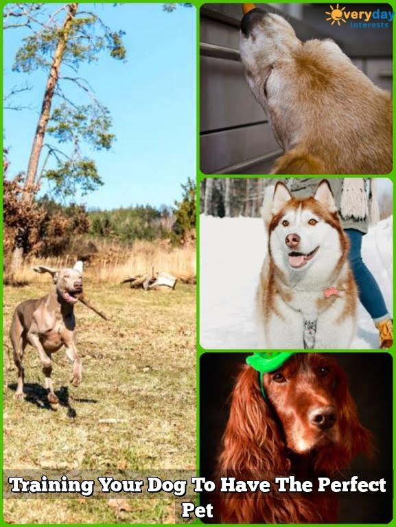 Training Your Dog To Have The Perfect Pet Training Your Dog To Have The Perfect Pet