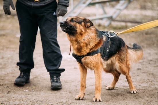 A Beginners Guide To Training Your Dog A Beginners Guide To Training Your Dog