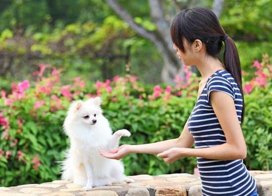 Determining The Right Dog Training Strategy For You