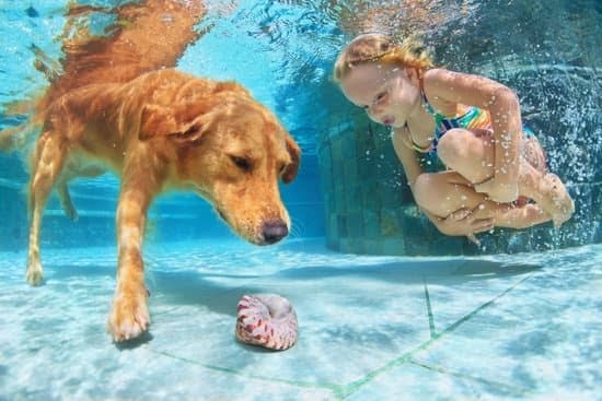 Disobedient Dog? Training Tips That May Help Disobedient Dog? Training Tips That May Help