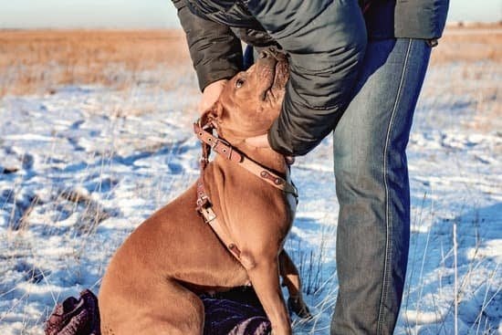 Dog Training Tips For A Well-Behaved Furry Friend Dog Training Tips For A Well-Behaved Furry Friend
