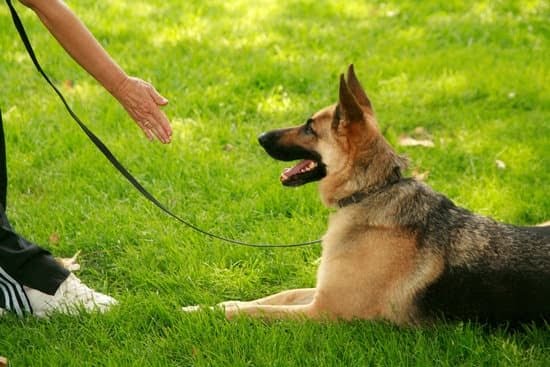How To Stop Your Dog From Barking And Train To Bark On Command How To Stop Your Dog From Barking And Train To Bark On Command