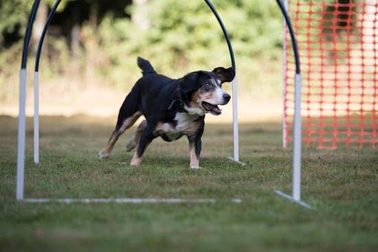 If Your Having A Difficult Time Training Your Dog, Try These Suggestions If Your Having A Difficult Time Training Your Dog, Try These Suggestions