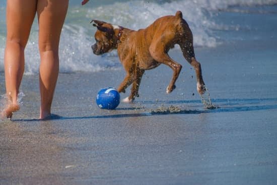 Important Puppy Training Techniques That Everyone Should Know Important Puppy Training Techniques That Everyone Should Know