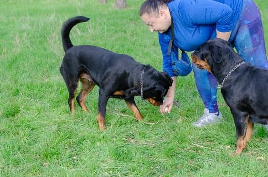 Nipping And Biting The Hand That Feeds, How To Stop This Behavior.