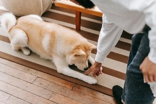 Professional Guidance And Advice For Training Your Dog Professional Guidance And Advice For Training Your Dog