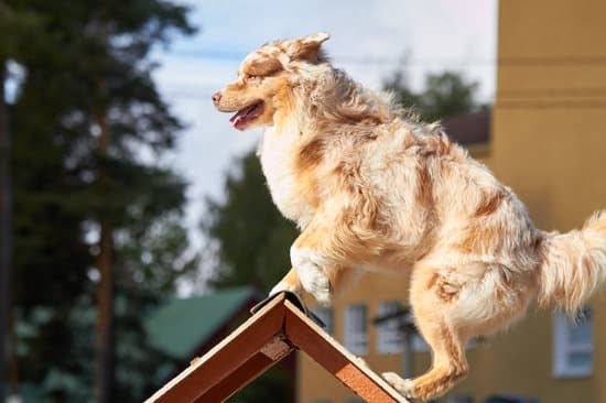 Puppy Training Basics That Everyone Should Know 1 Puppy Training Basics That Everyone Should Know