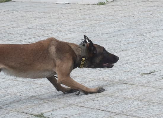 Puppy Training Strategies For Beginning Dog Trainers Puppy Training Strategies For Beginning Dog Trainers